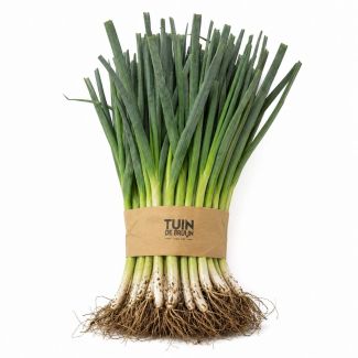 Preiplanten - winterprei - 50 stuks - winterprei koop je bij moestuinenbloem.nl