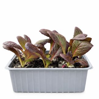 Rode Chinese kool - 6 plantjes