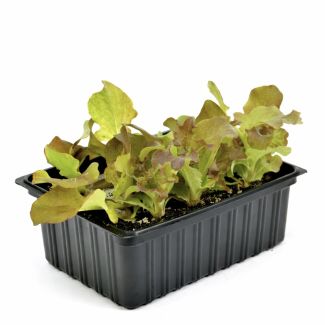 Eikebladsla plantjes