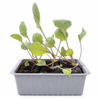 Rode spruitkool koop je bij moestuinenbloem.nl