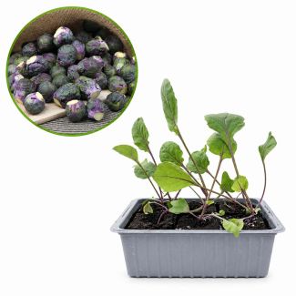 Rode spruitkool koop je bij moestuinenbloem.nl