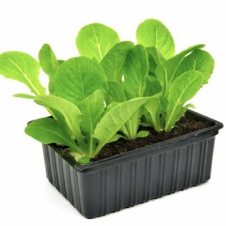 Romeinse sla koop je online bij moestuinenbloem.nl. Perfect verpakt en snel verzonden.