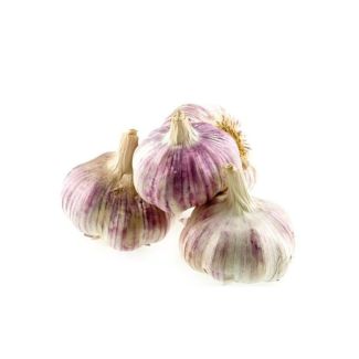 Rode Plantknoflook speciaal voor in het voorjaar te poten