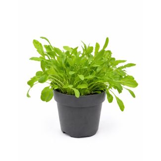 Rucola in pot