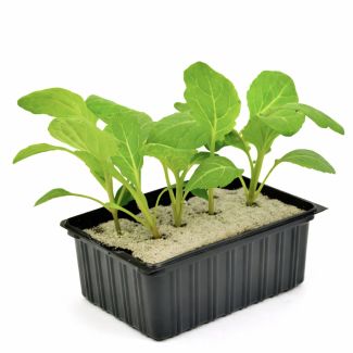 Savooiekool per 6 plantjes