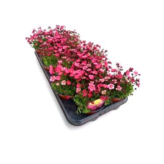 Saxifraga rood