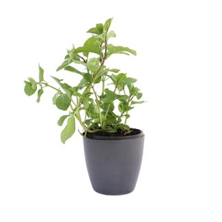 Sinaasappelmunt kopen bij moestuinenbloem.nl