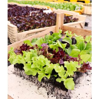 Populaire en voordelige keuze onder de moestuiniers