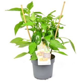 Snackpaprika geel - plant met vruchten