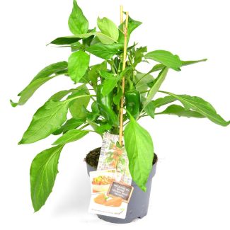 Snackpaprika plant met al vruchten aan