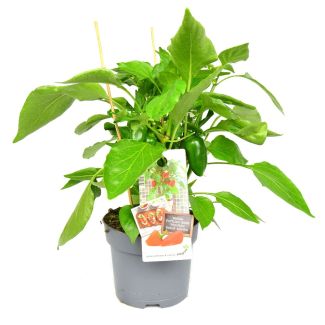 Snackpaprika rood - plant met vruchten