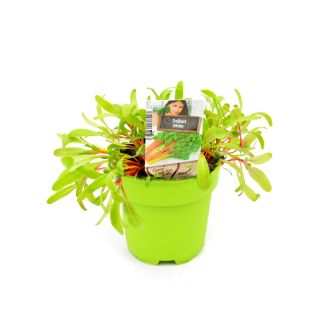 Snijbiet plant