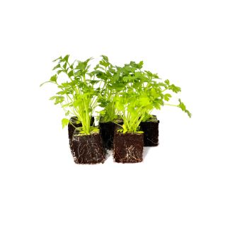 bladpeterselie plantjes kopen