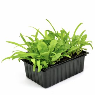 Spinazie plantjes