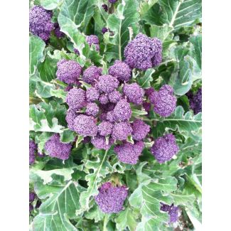 Winter spruitbroccoli/ winterbroccoli - 6 plantjes