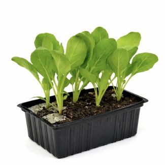 Spruitkool F1 plantjes