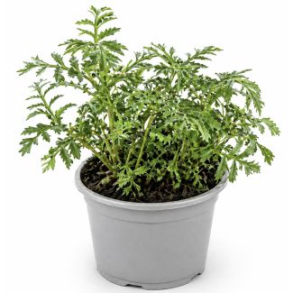 Sterafrikaantje - eetbare bloemen van het afrikaantje