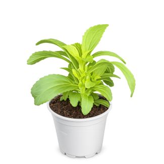 Steviaplant - suikerplant