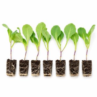 Witte kool - 6 plantjes