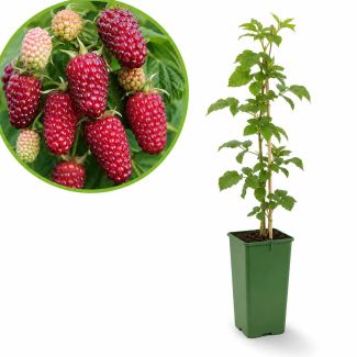 Frambraam / Tayberry - kruising framboos x loganberry