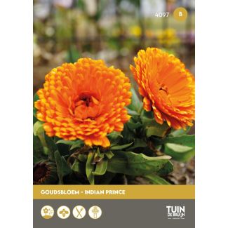 Goudsbloem Indian Prince, dubbelbloemig | Tuin de Bruijn