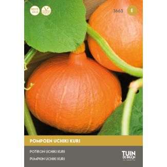 Pompoen Uchiki Kuri (Oranje Zon) zaden