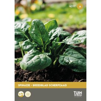 Spinazie zaad - Breedblad scherpzaad