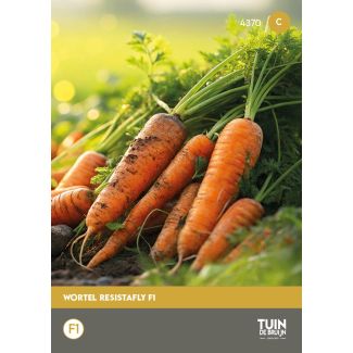 Wortel Amsterdamse Bak 2 Amfine