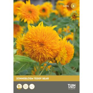Zonnebloem Teddy Bear zaden