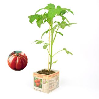 Tomatenplant Corazon