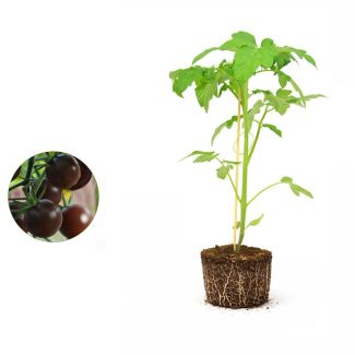 Tomatenplant Black Cherry