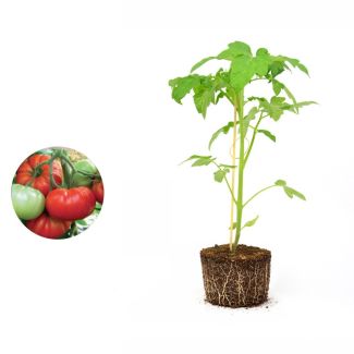 Tomatenplant Buffalosteak