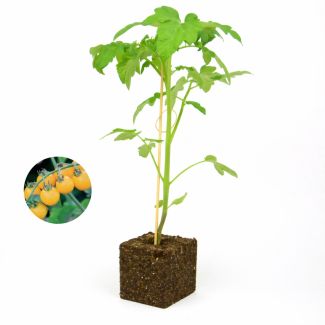 tomatenplant golden nugget