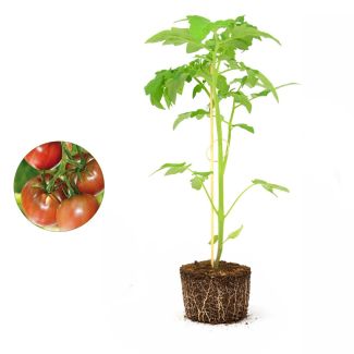 Noir de Crimee tomatenplant