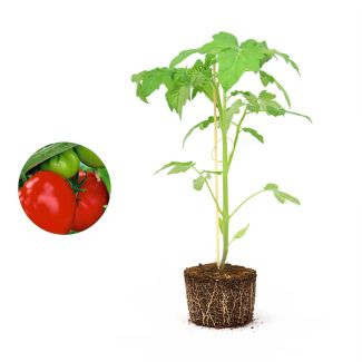Tomatenplant kopen