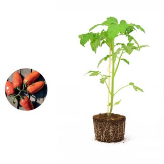 Tomatenplant San Marzano