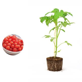 Tomatenplant Sweet Baby