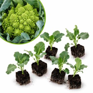 Torentjes bloemkool
