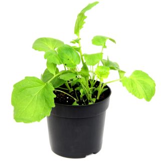 Valeriaan kruidenplant kopen