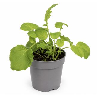 Valeriaan kruidenplant kopen