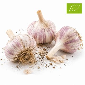 Bio knoflookbollen Vallelado voor de najaarsplant. 