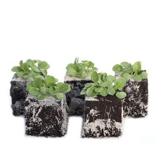 Veldsla plantjes kopen