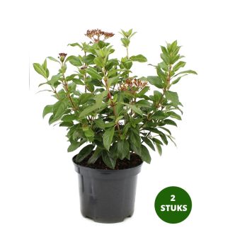Viburnum Tinus