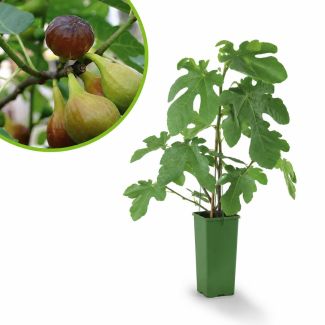 Vijgenplant kopen