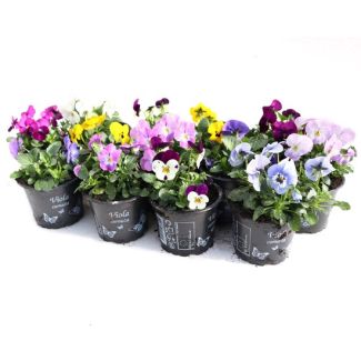 Volle veilingtray viooltjes