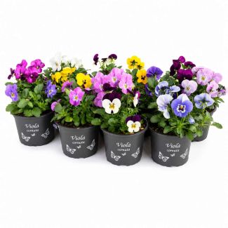 Violen 12 stuks in de kleuren mix. Winterhard