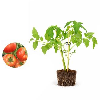 Dubbel geënte vleestomatenplant