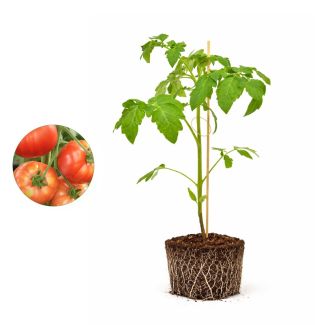 Geënte vleestomatenplant