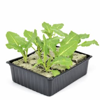 Vroege bloemkool plantjes