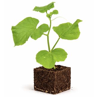 watermeloenplant - mini